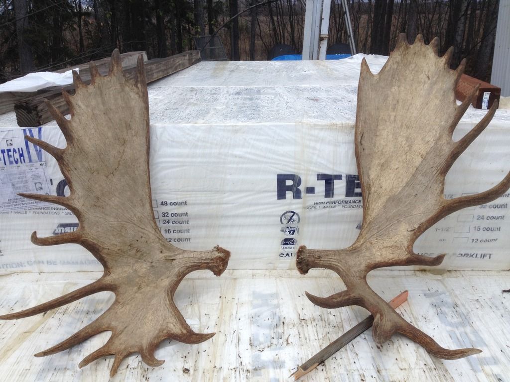 60'' Alaska Moose antlers for sale Forum